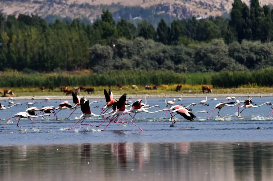 Van Gölü binlerce flamingoya ev sahipliği yapıyor 10