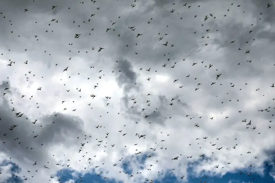 Çekirge istilası uyarısı: 20 kat daha büyük 1