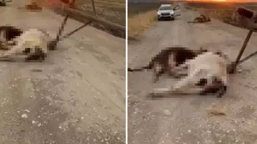 Diyarbakır'da facia: Elektrik direği devrildi, 6 inek öldü