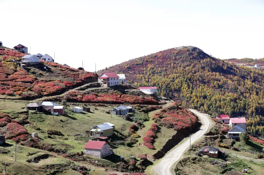 Trabzon-Giresun sınırındaki Sis Dağı'nda güz zamanı 7
