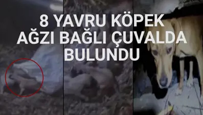 Yeni doğum yapan bir sokak köpeği yavruları sahiplendi