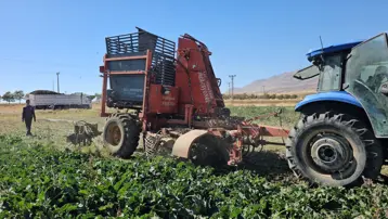 En önemli geçim kaynaklarından biri: Sabah saatlerinde sökümü başladı
