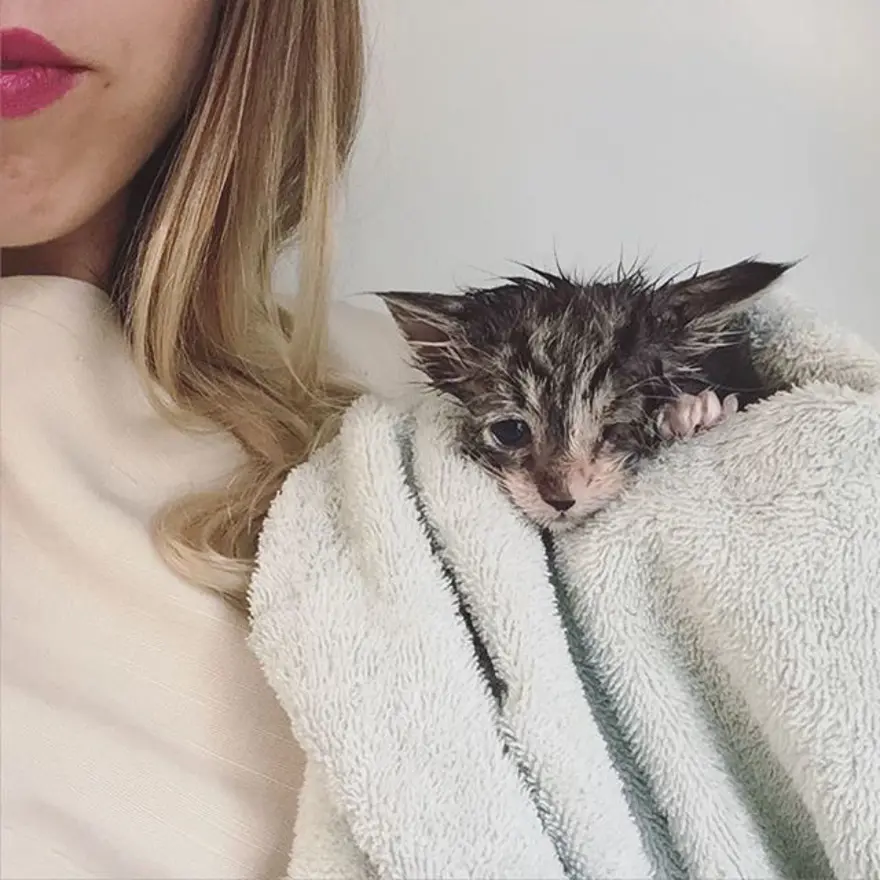 Hayatını kedileri kurtarmaya adadı 320