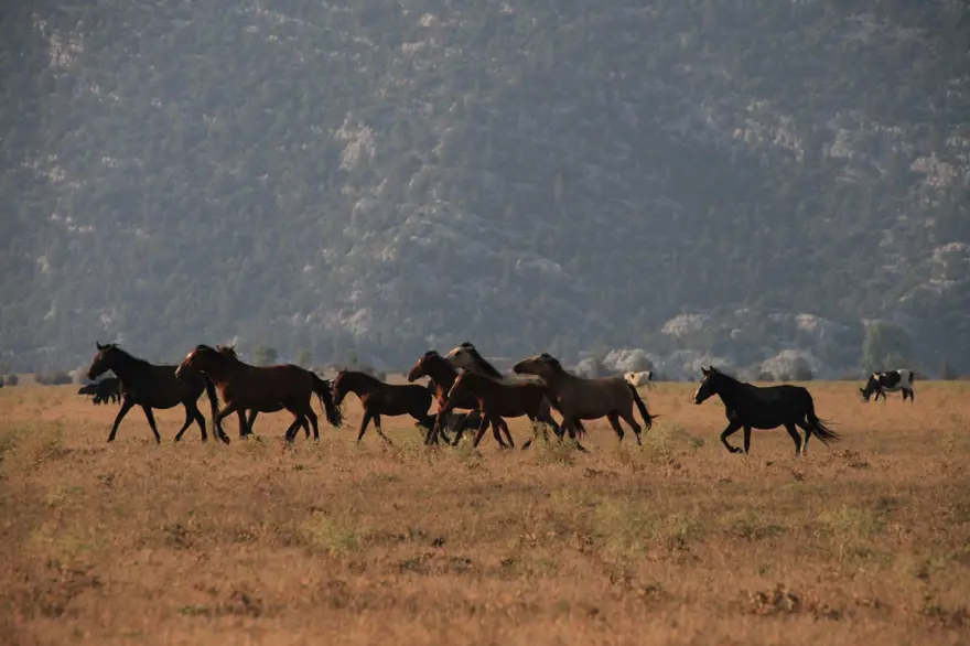 Soyları Osmanlı süvari birliğine dayanıyor! Torosların vahşi güzelliği 'Yılkı atları' 4
