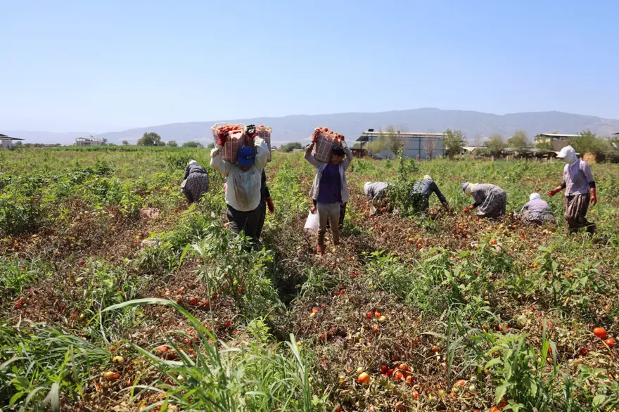 Saati 250 TL'ye çalışıyorlar: Çöl sıcaklarında zorlu ekmek mücadelesi 
