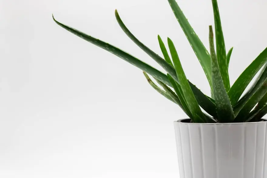 Aloe Vera nedir, Faydaları nelerdir? Aloe Vera (tıbbi sarısabır) bitkisine nasıl bakılır? 8