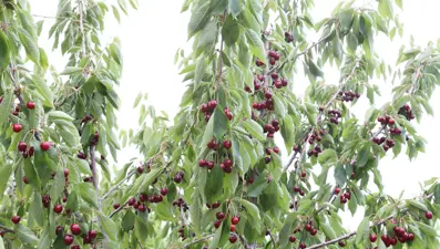 6 yıl önce fidelerini dikti: İlk hasadı yaptı