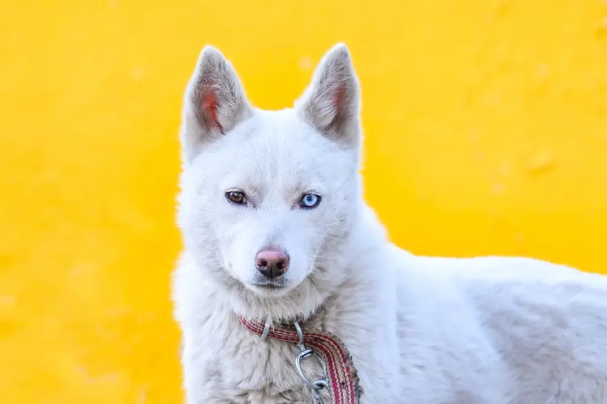 Van kedisi gibi gözleriyle dikkat çeken "Husky" cinsi köpek Van kedisi gibi gözleriyle dikkat çeken "Husky" cinsi köpek