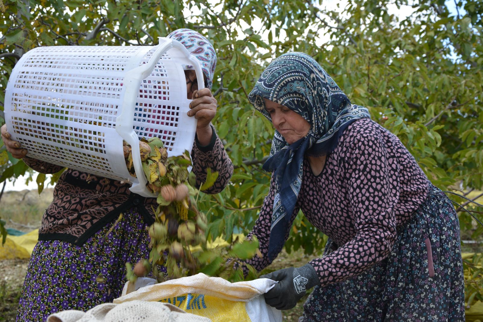 Sabah erken saatte hasadı başladı:  13 bin 400 dekar alanda üretiliyor