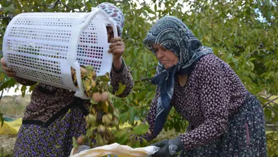 Sabah erken saatte hasadı başladı:  13 bin 400 dekar alanda üretiliyor