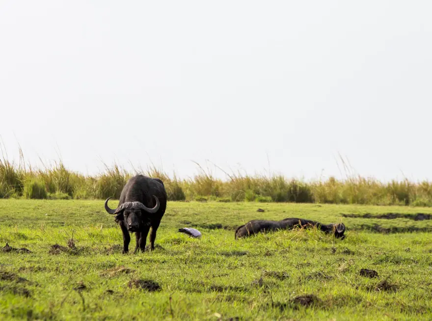 Afrika'nın fil cenneti: Chobe Ulusal Parkı 18