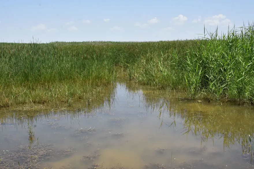Kuruyan Akşehir Gölü'nün ortasında araçla gezilebiliyor 16