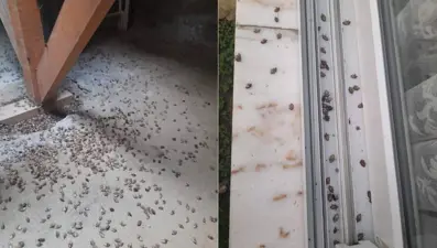 Trabzon'da kahverengi kokarca böceği istilası | Uzmanlar uyardı: Sakın elinizi sürmeyin