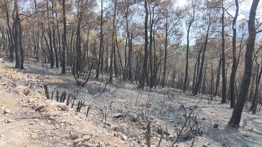 Heybeliada&#x27;da 1700 ağaç yandı: Yeşillendirme çalışması başladı 9