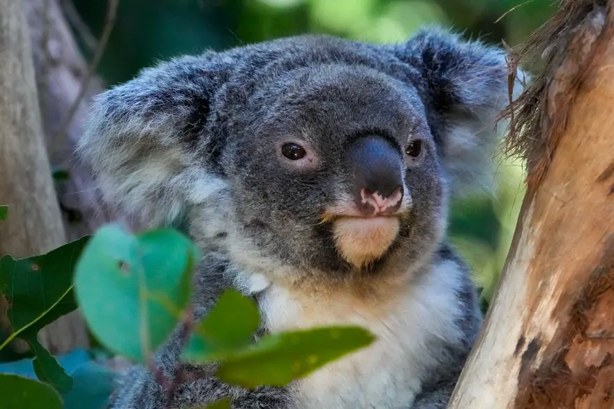 Cinsel yolla bulaşan hastalık onları öldürüyor: Koalalar için aşılama kampanyası 8