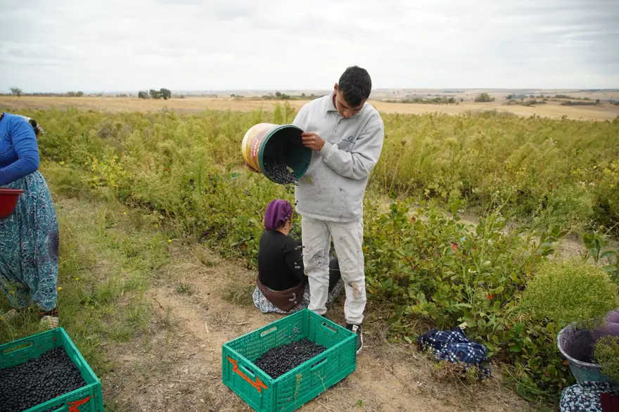 Herkes ona "süper meyve" diyor: Doğanın en güçlü antioksidanında hasat 
