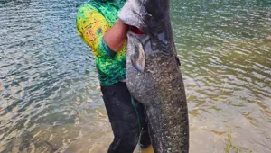 Amatör balıkçılar baraj gölünde yakaladı: 100 kilo ağırlığında