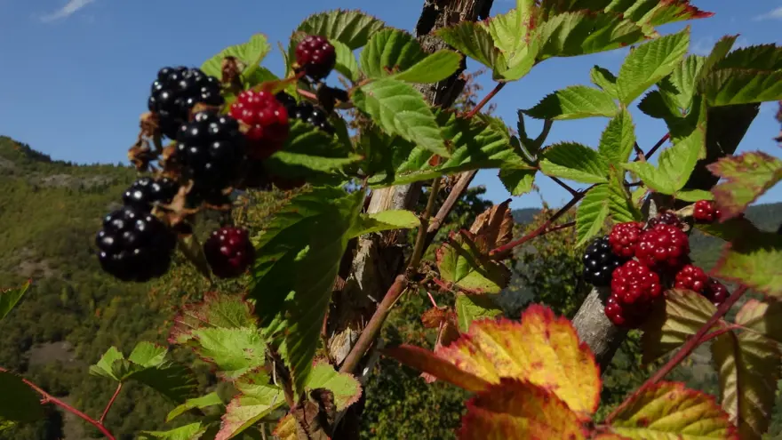 15 yıl önce köyüne döndü, üretmeye başladı: Doğanın şifasını sofralara taşıyor 1
