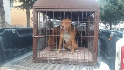 Pitbull besleyip sokakta gezdiren kişiye 19 bin lira ceza