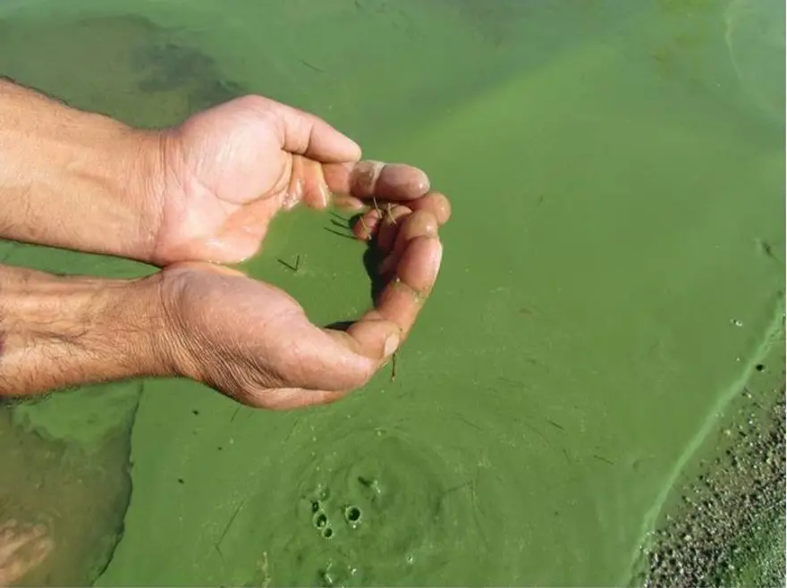 Su kaynaklarında siyanotoksin tehlikesi 3