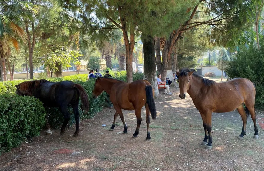Yılkı atları şehre indi 5