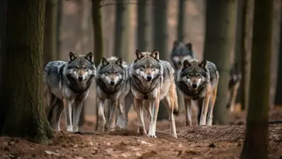 Çernobil'de kansere karşı dirençli kurtlar insanlar için umut olabilir