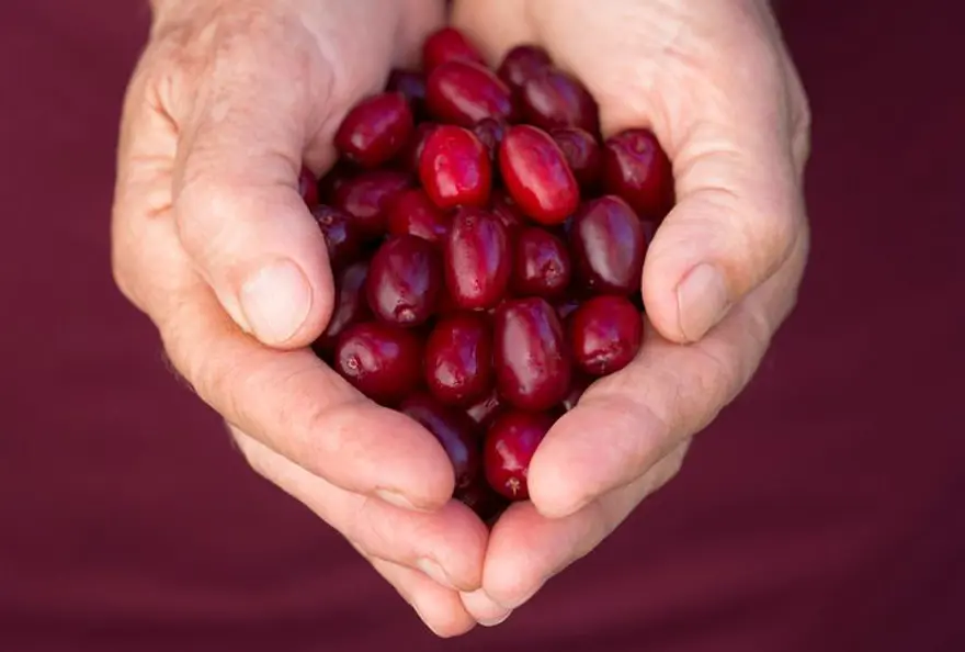 Dere yataklarından toplanan vitamin deposu: Pazarda gören alıyor 4