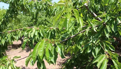 60 yıldır yarışması yapılıyordu, şimdi bir tane bile yok