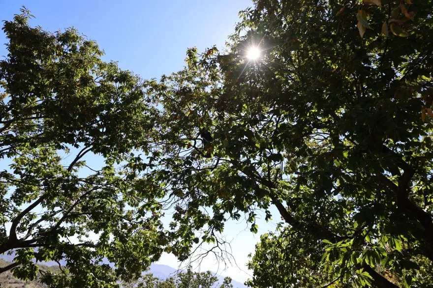 Üreticiler zamanla yarıştı, hasatta sona gelindi: 60-70 metreye kadar tırmandılar 1 Üreticiler zamanla yarıştı, hasatta sona gelindi: 60-70 metreye kadar tırmandılar 1