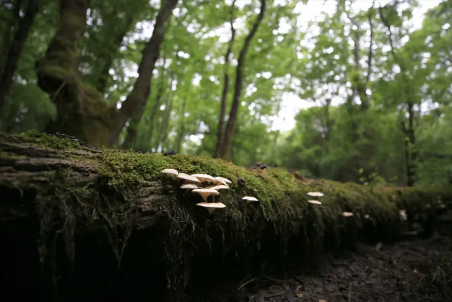 Trakya'nın saklı cenneti 'İğneada' ziyaretçilerini bekliyor: Üstelik İstanbul'a 3 saat uzaklıkta 11
