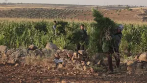 Mısır tarlasından 190 bin kök Hint keneviri ve 415 kilo esrar çıktı Mısır tarlasından 190 bin kök Hint keneviri ve 415 kilo esrar çıktı