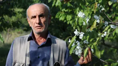Kiraz ağaçları ekim ayında çiçek açtı! Çiftçiler şaştı kaldı: Daha önce hiç böyle bir durumla karşılaşmadım