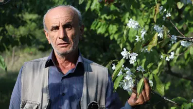 Kiraz ağaçları ekim ayında çiçek açtı! Çiftçiler şaştı kaldı: Daha önce hiç böyle bir durumla karşılaşmadım
