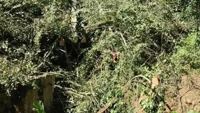 Rize'de acı olay: Kestiği ağacın altında kalıp öldü