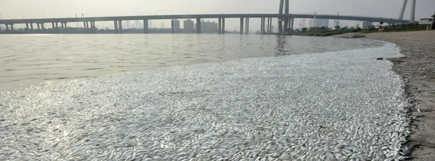 Siyanür patlaması sonrası ölü balıklar 