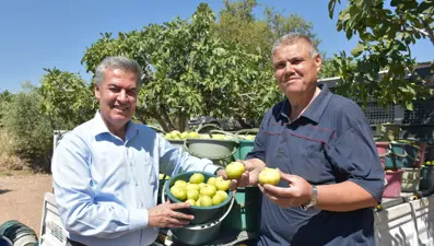 Dünyanın en kalitelisi Aydın'da yetişiyor: Sezonu başladı