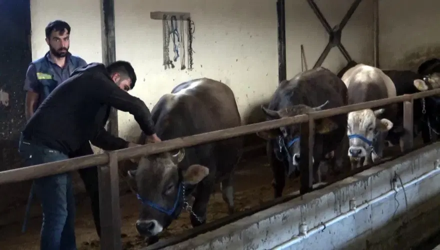 KURBAN KESİM PARASI 3 BİN LİRA 8 KURBAN KESİM PARASI 3 BİN LİRA 8