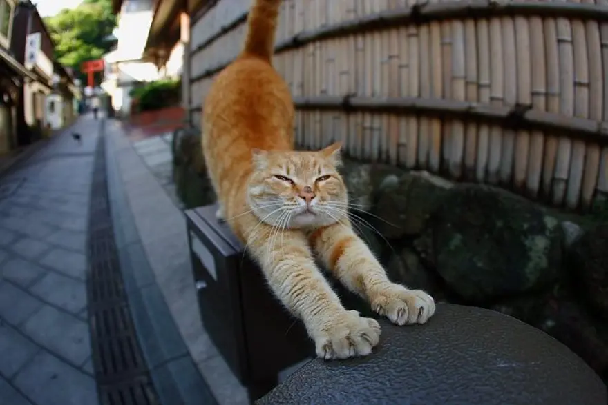 İnternetin yeni fenomenleri 137