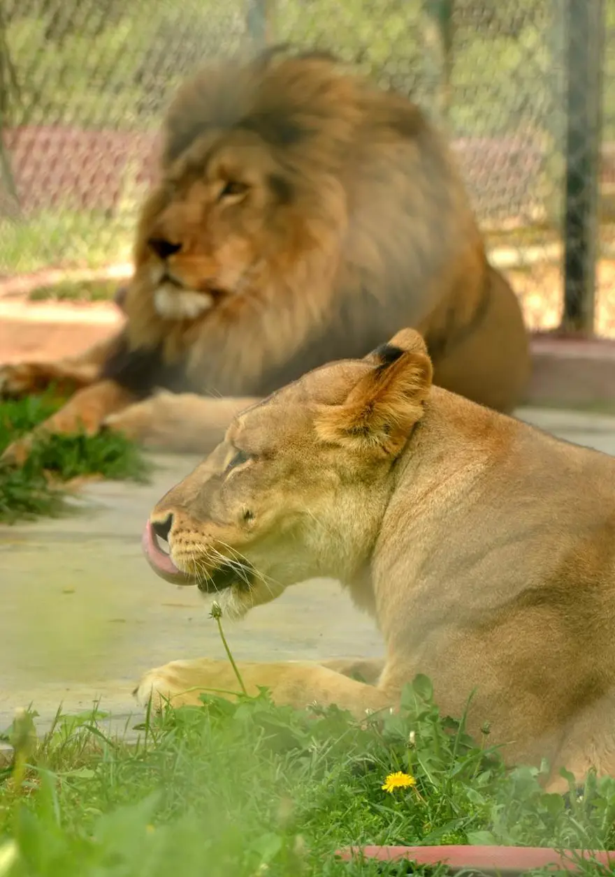Yavru aslanlar babalarına kavuştu 1