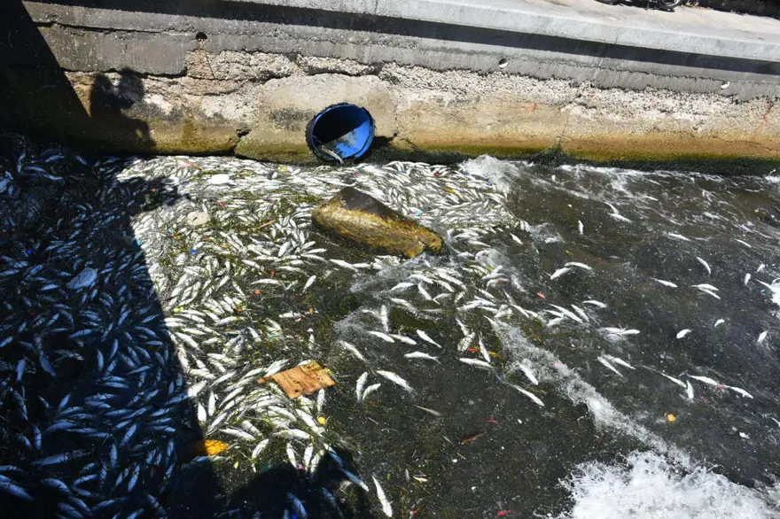 İzmir Körfezi'nde endişelendiren görüntü: Balık ölümleri başladı 1