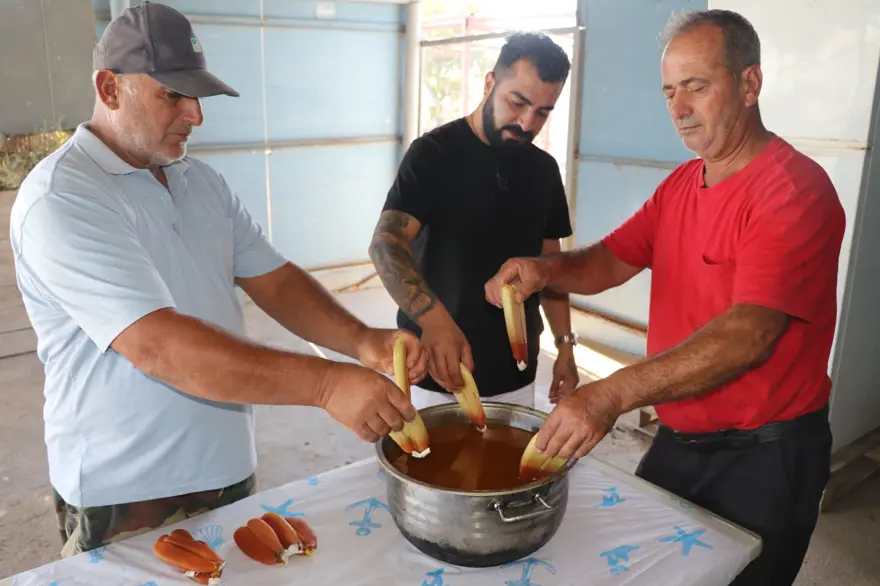 Adana'daki dalyanlardan avlanıyor: Besin değeri çok yüksek, sofralarda yerini alıyor 3