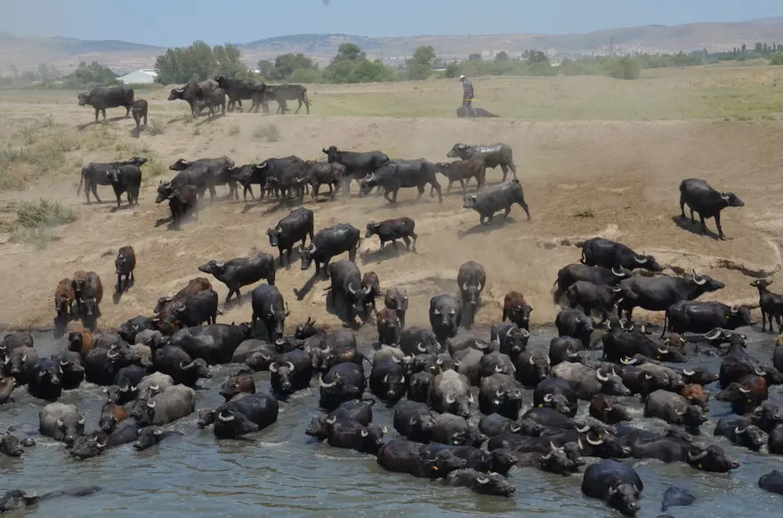 Afrika Serengeti Parkı değil Balıkesir Ovası 4