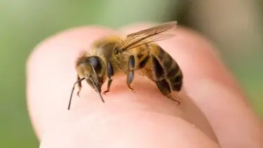 Kansere karşı "arı zehri" önerisi