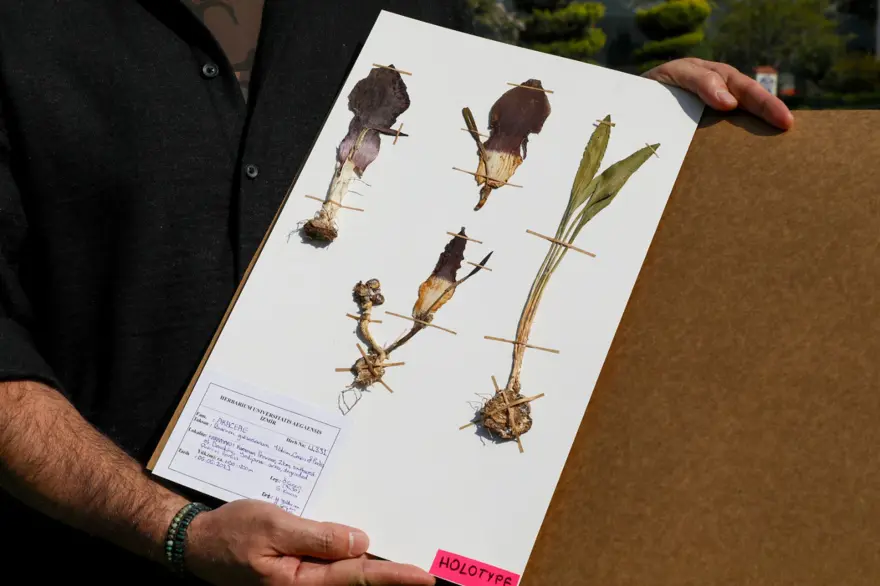 Mantar toplarken gördü, adını tarihe yazdırdı: Çiğ yendiğinde çok zehirli 3