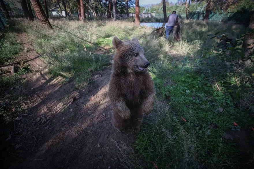 Türkiye'nin tek ayı barınağı Ovakorusu'nun maskotu oldular 14
