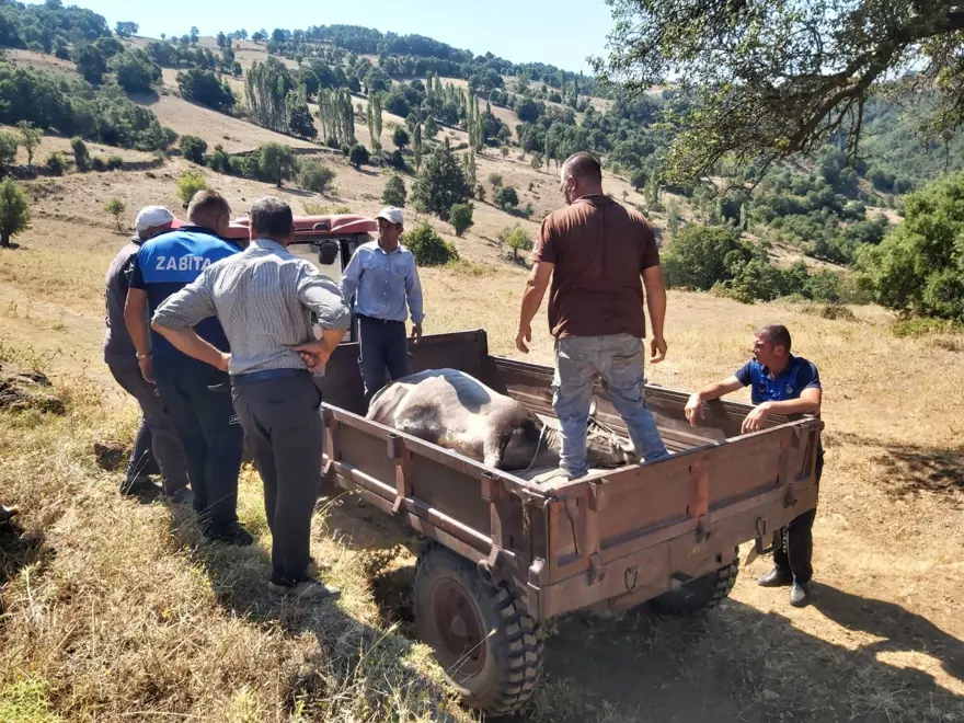 Bayramda kaçan dana 26 gün sonra yakalandı 7