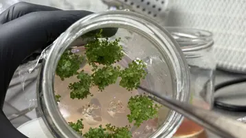 5 yıl önce kuruldu, 200 bin üretiliyor: En sağlıklısı yetiştiriliyor