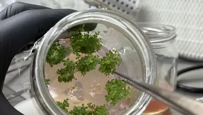 5 yıl önce kuruldu, 200 bin üretiliyor: En sağlıklısı yetiştiriliyor