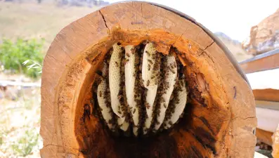 Ağaç kütüğünde üretiyor: Yüksek besin değerine sahip ve sağlıklı