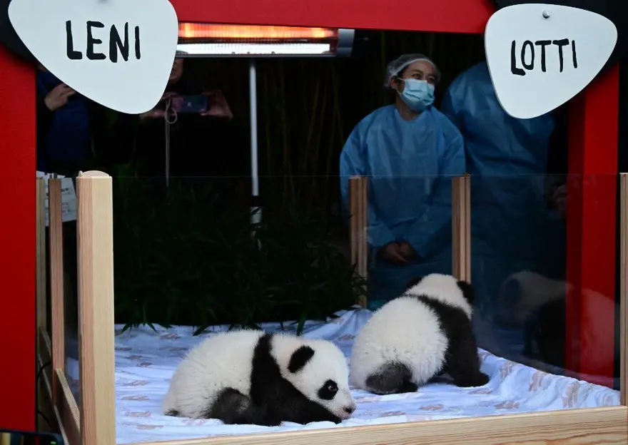 Almanya ile Çin'i birleştirdiler: İkiz yavru pandaların isimleri açıklandı 2